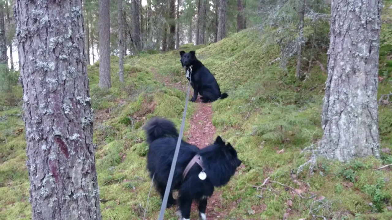 L&ouml;yty t&auml;ll&auml;inen ns vanha autiotupa k&auml;mmenniemess&auml; upealla paikalla j&auml;rven vieress&auml; l&auml;mm&ouml;nl&auml;hteen&auml; ka
