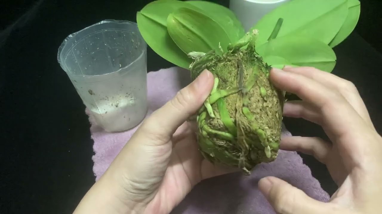 20230419蝴蝶蘭植料更換拆水苔重新上盆木炭發泡煉石