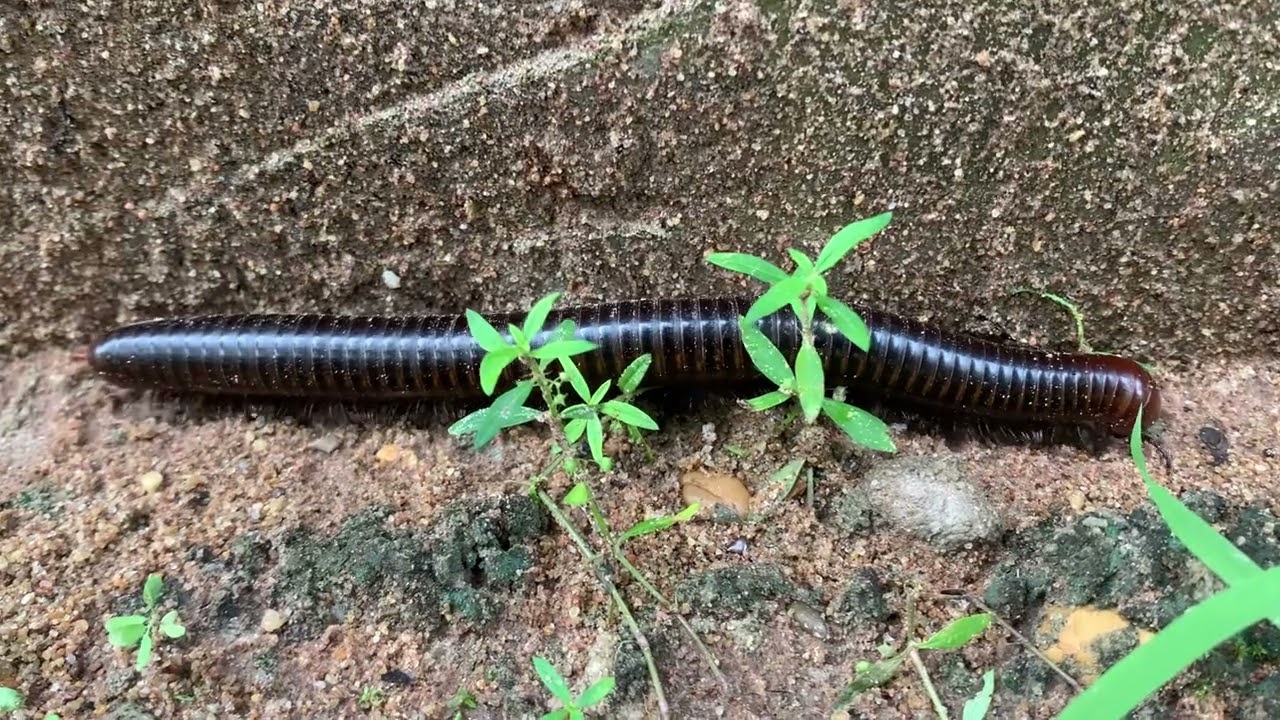 This Millipede Has 750 Legs… And It’s TERRIFYING 😱