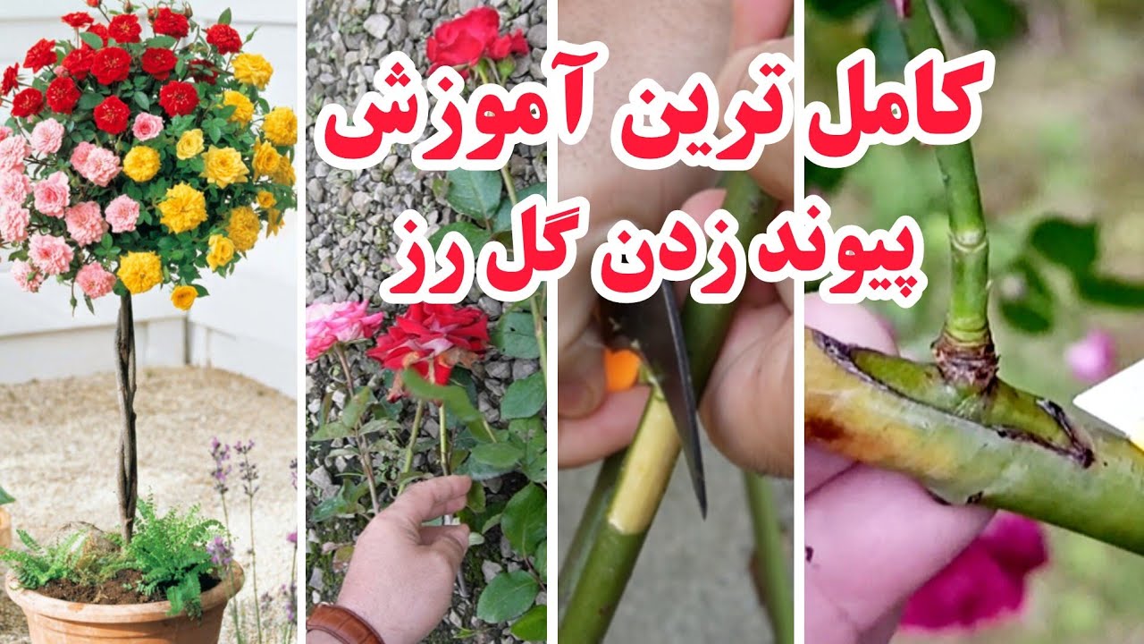 صفر تا صد پیوند زدن گل رز | نحوه پیوند زدن انواع گل رز و روش های مختلف پیوند زدن را اینجا خواهید دید