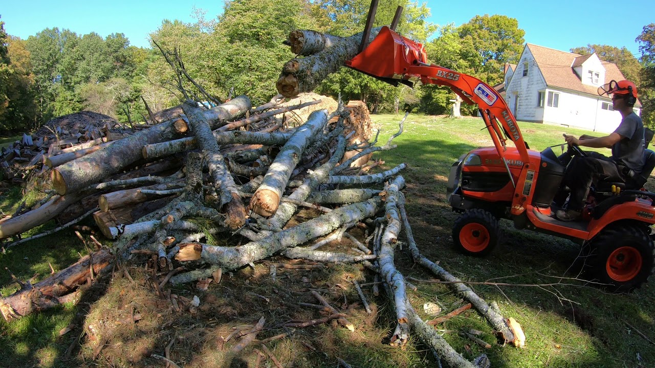 Removing dead trees