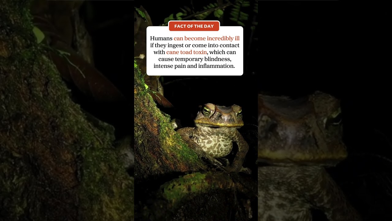 Cane toads are toxic to humans!