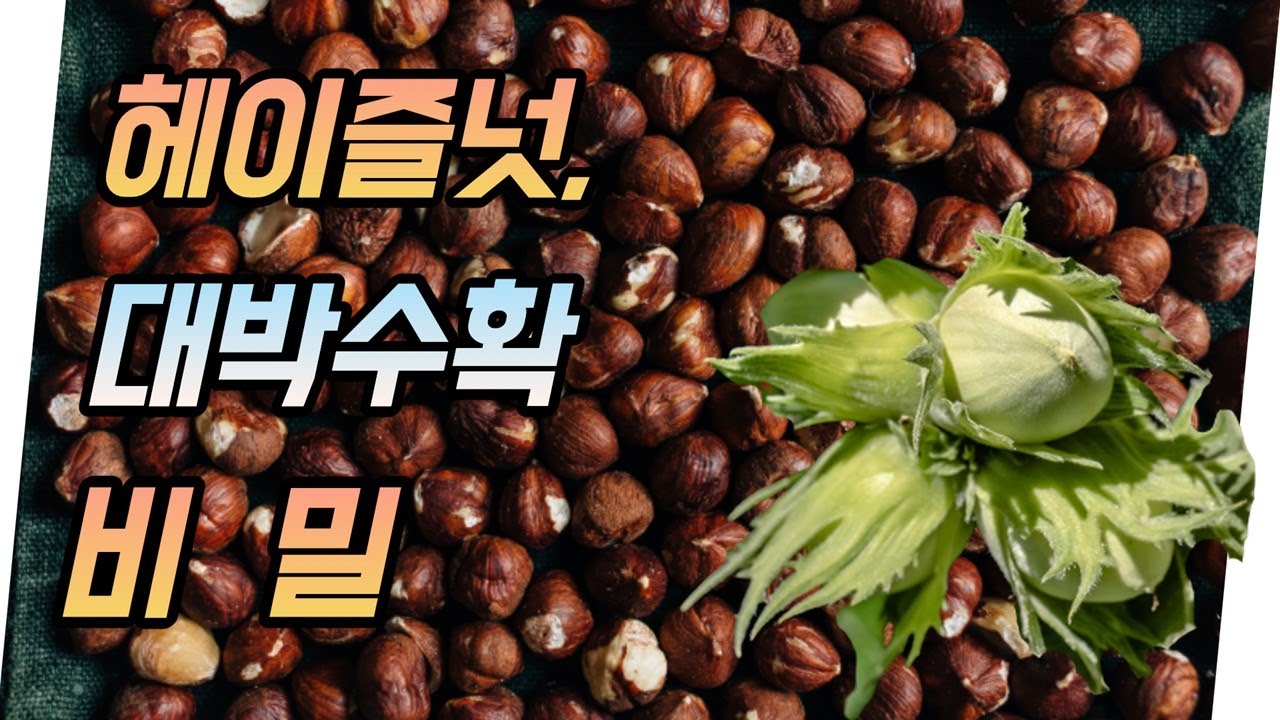 헤이즐넛(개암), 이렇게 키우면 수확량 대박 !