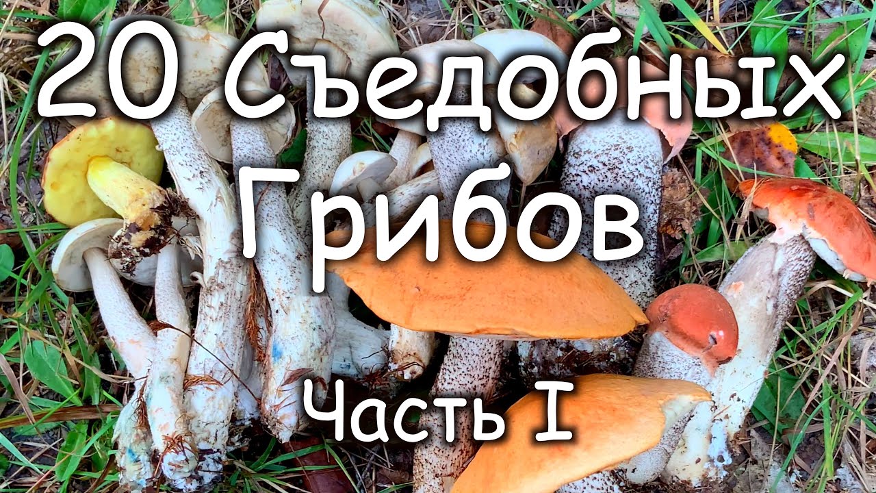 20 Съедобных Грибов В Которых Нельзя Ошибиться! Часть 1
