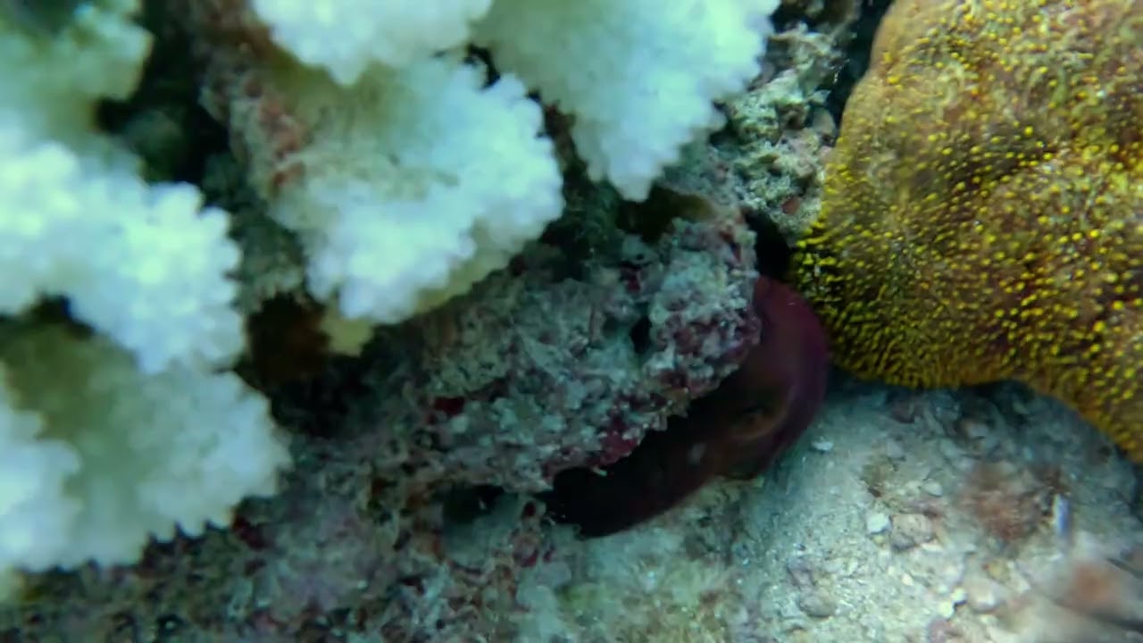 Octopus vs. Eel