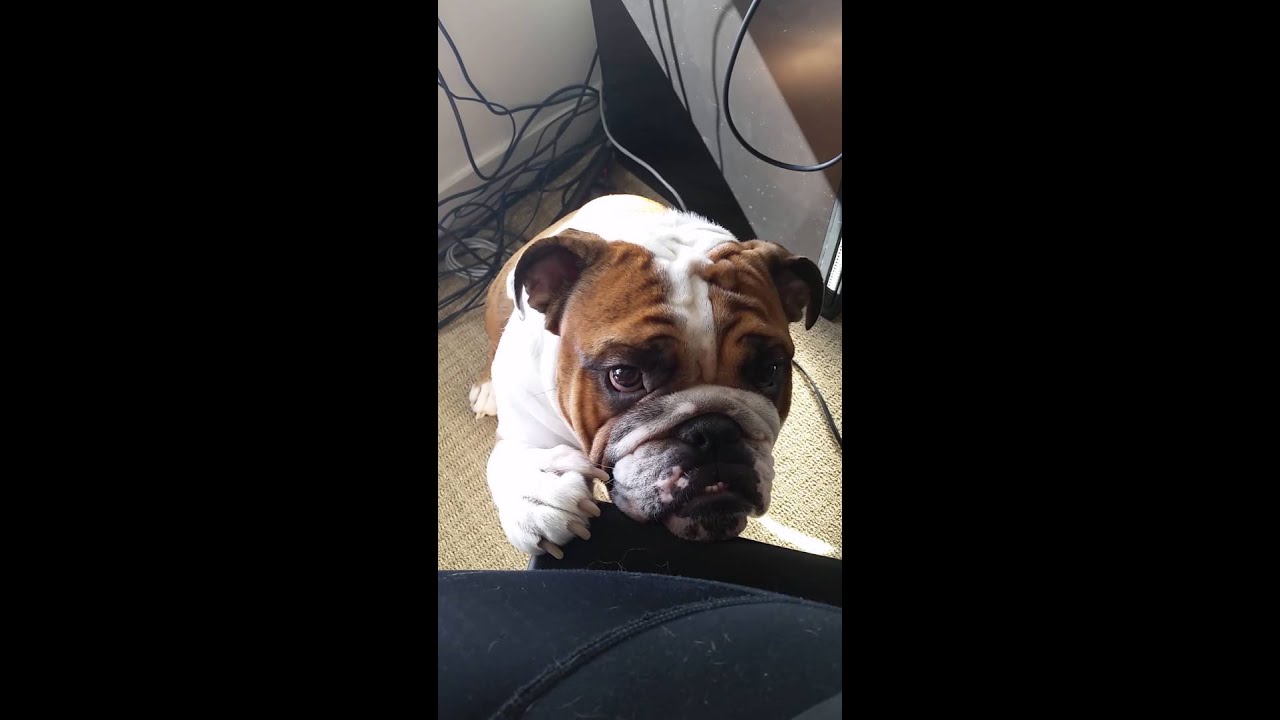 Needy Bulldog