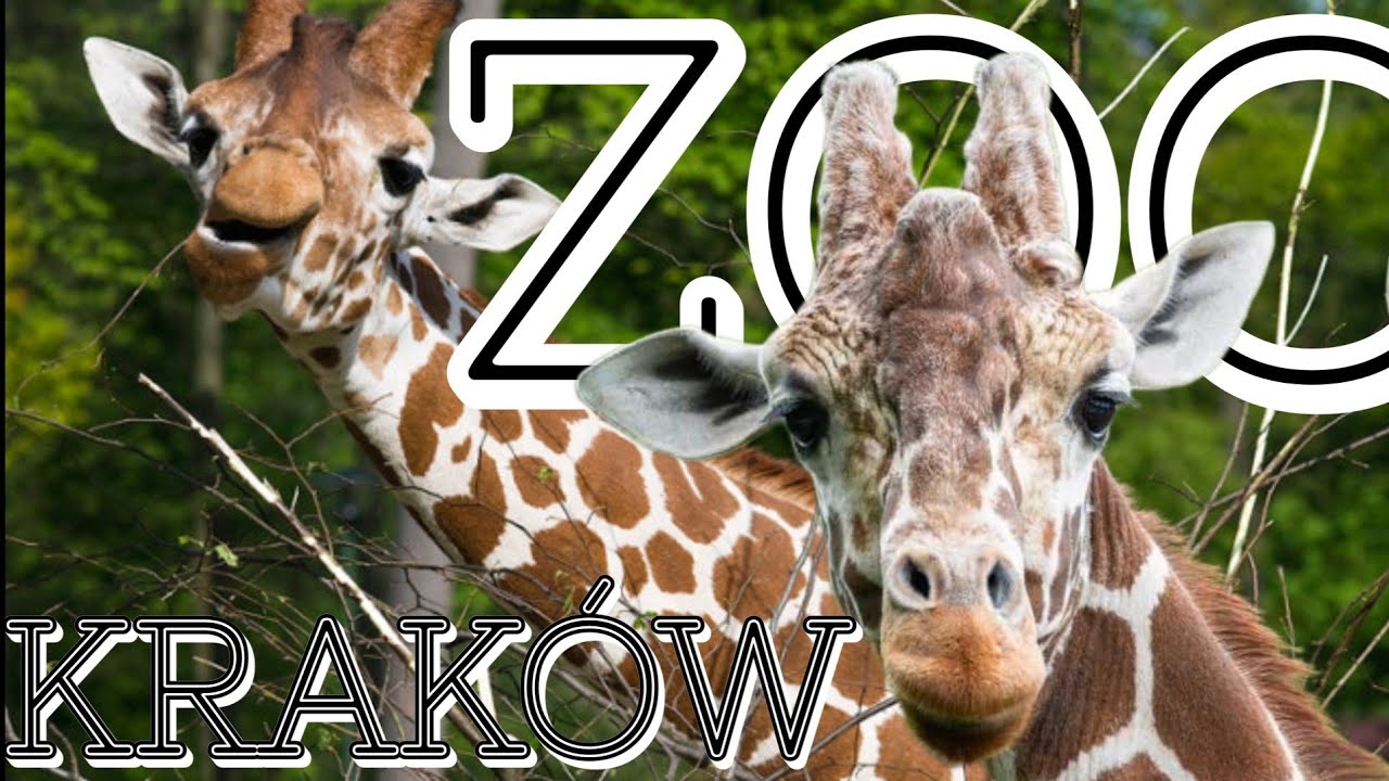 Na samotném vrcholu v lese schovaná zoologická - Zoo Kraków/ Krakov