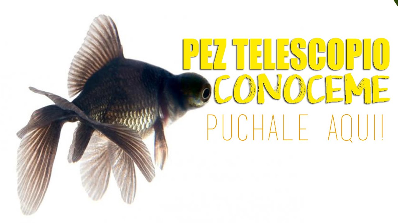 PEZ TELESCOPIO O PEZ MORO || CUIDADOS Y CARACTERISTICAS