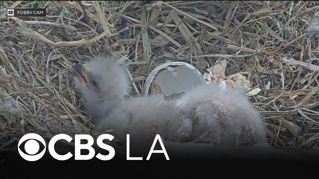 Big Bear bald eagles Jackie and Shadow welcome two newest chicks