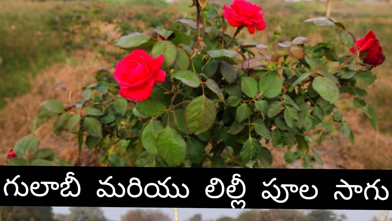 గులాబీలు మరియు లిల్లీ పూలు#Harvesting of roses andlilly#trending vedio#viral trending vedio#trending