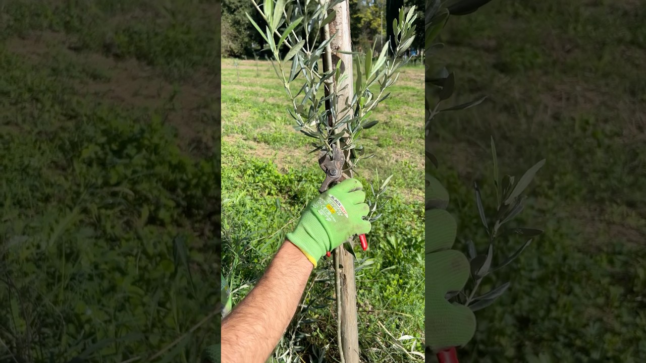 How to prune little olive tree with scissor #pruning #prune #asmr #asmrsound #howto #cuttingskills