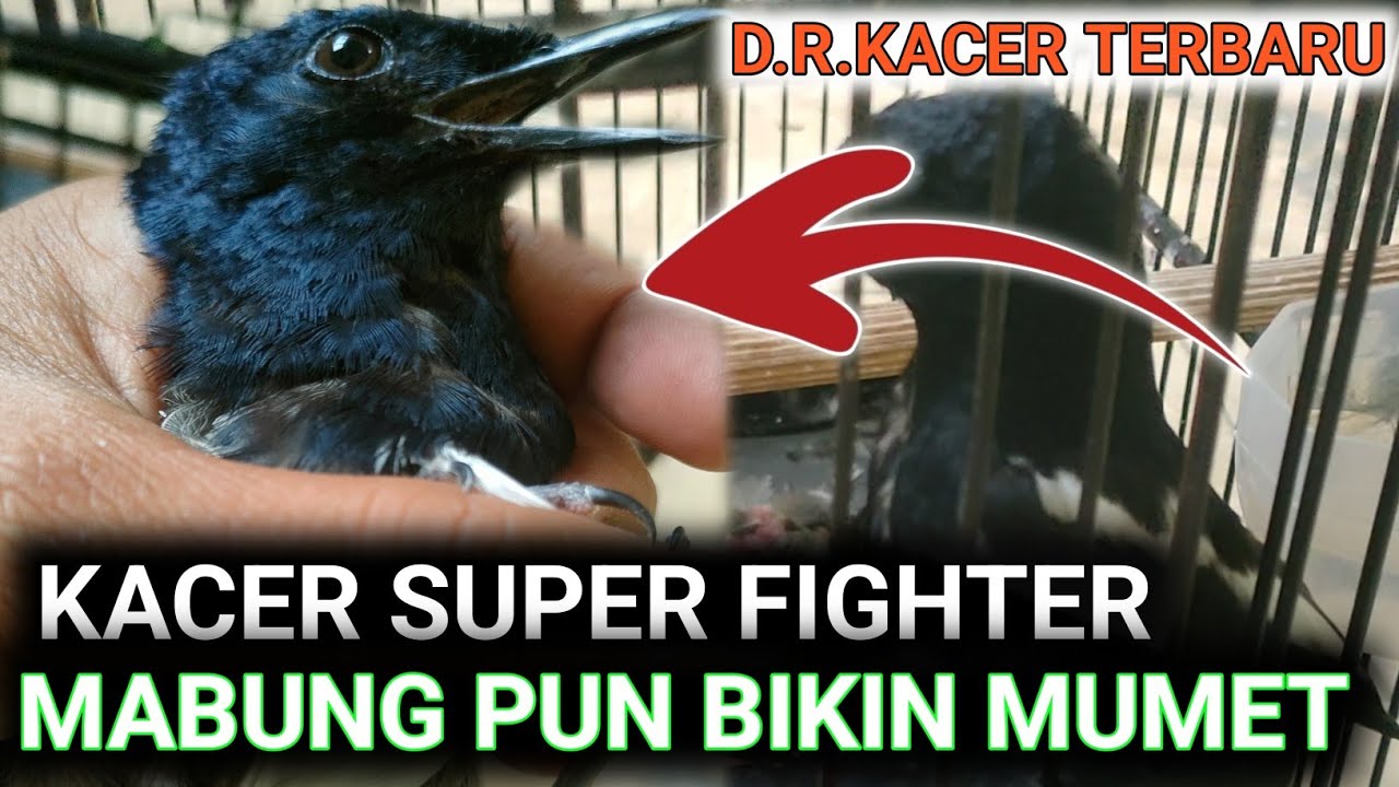 KACER SUPER AGRESIF MERAWAT PREMAN SUKA BAKU HANTAM | DR KACER TERBARU