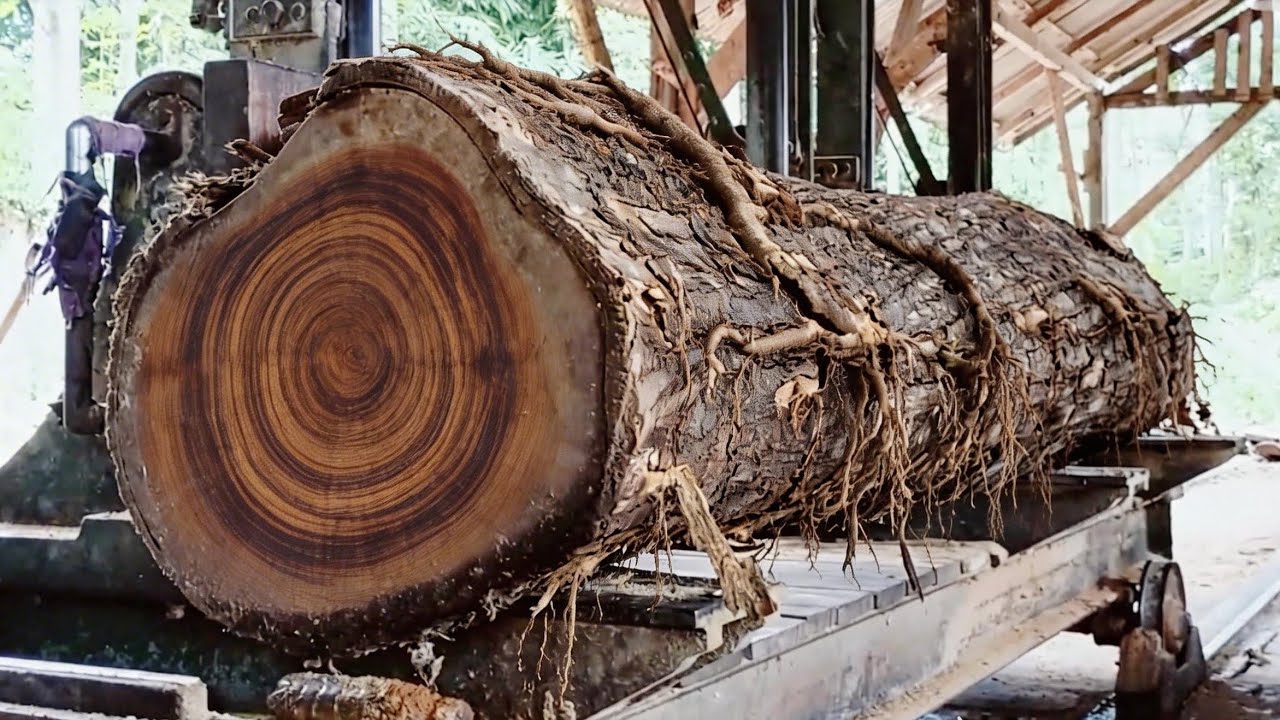 A surprising discovery!! Behind the hardness of this wood, there are dense fibers hidden
