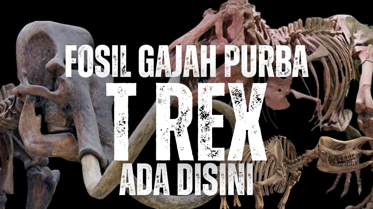 ADA TREX DI BANDUNG? Visit museum @Museum Geologi