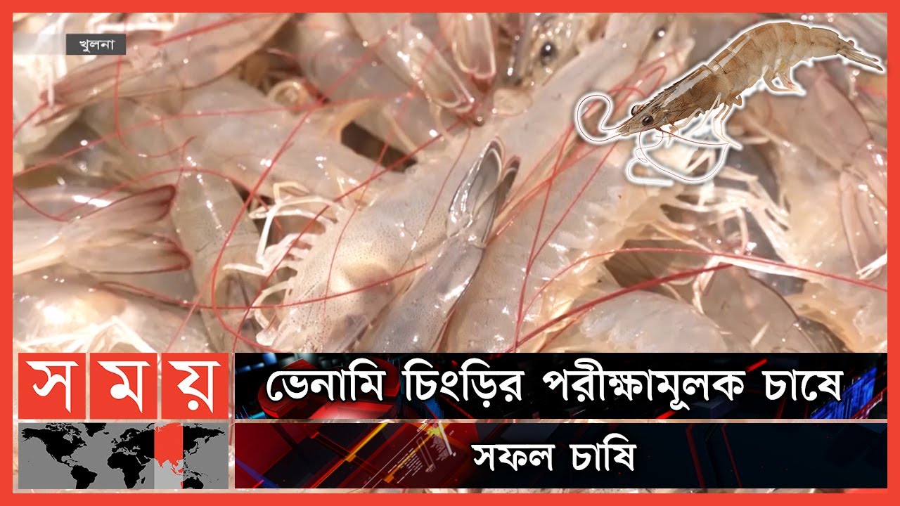 This shrimp is 20 times more productive than Bagda | Venami chingri | Whiteleg shrimp | Business |Somoy TV