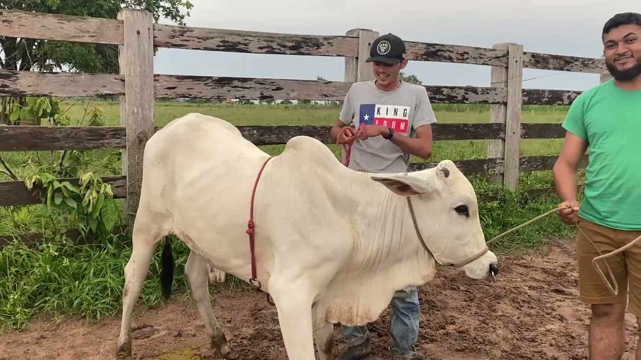 TIRANDO OS PULOS DO BEZERRO NELORE