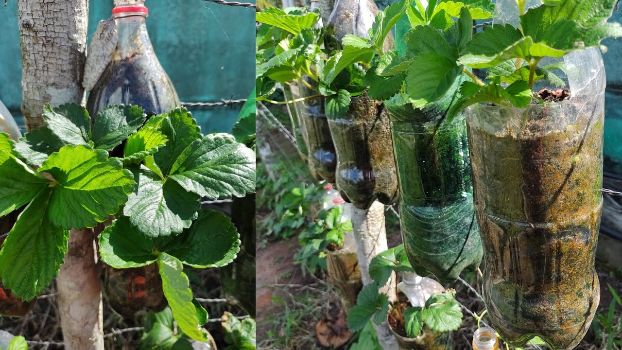 como plantar morangos🍓(novo método na garrafa pet)
