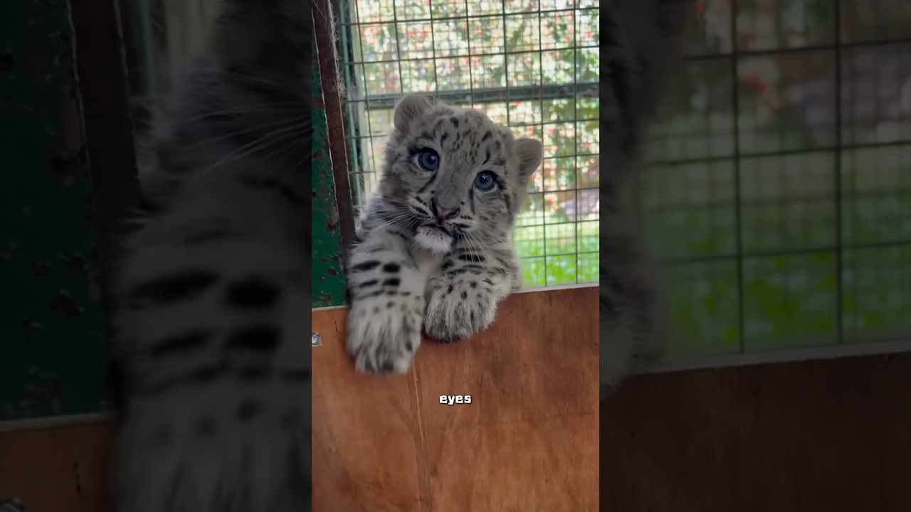 Snow leopard #cute #animals
