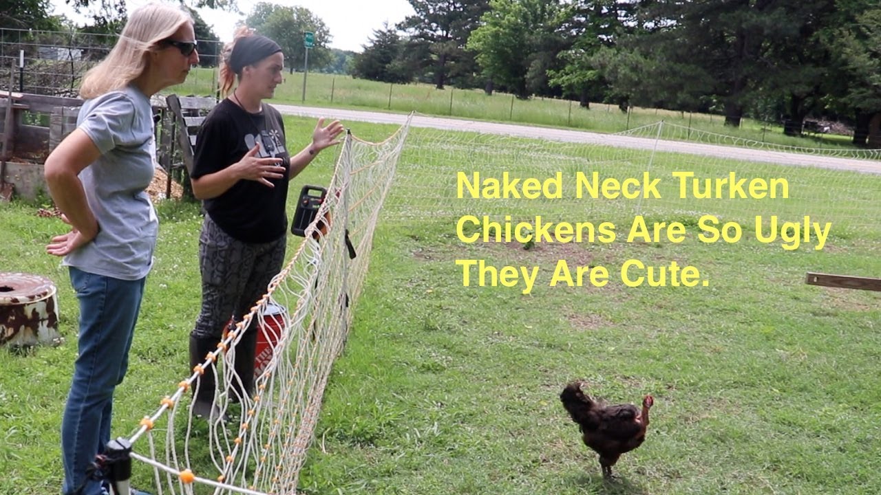 Why Naked Neck Turken Chickens?