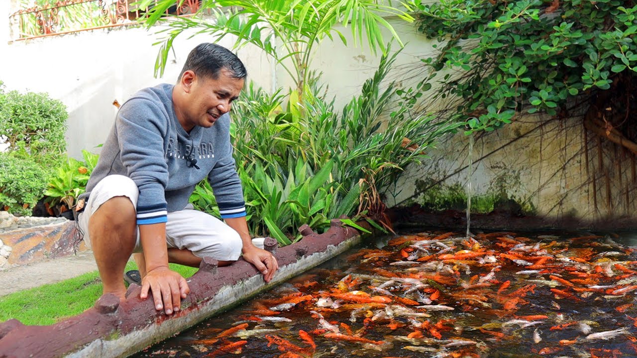 Harvesting Fish & Secret to A Successful Backyard Fish Farming ( My Life As a Fish Keeper )