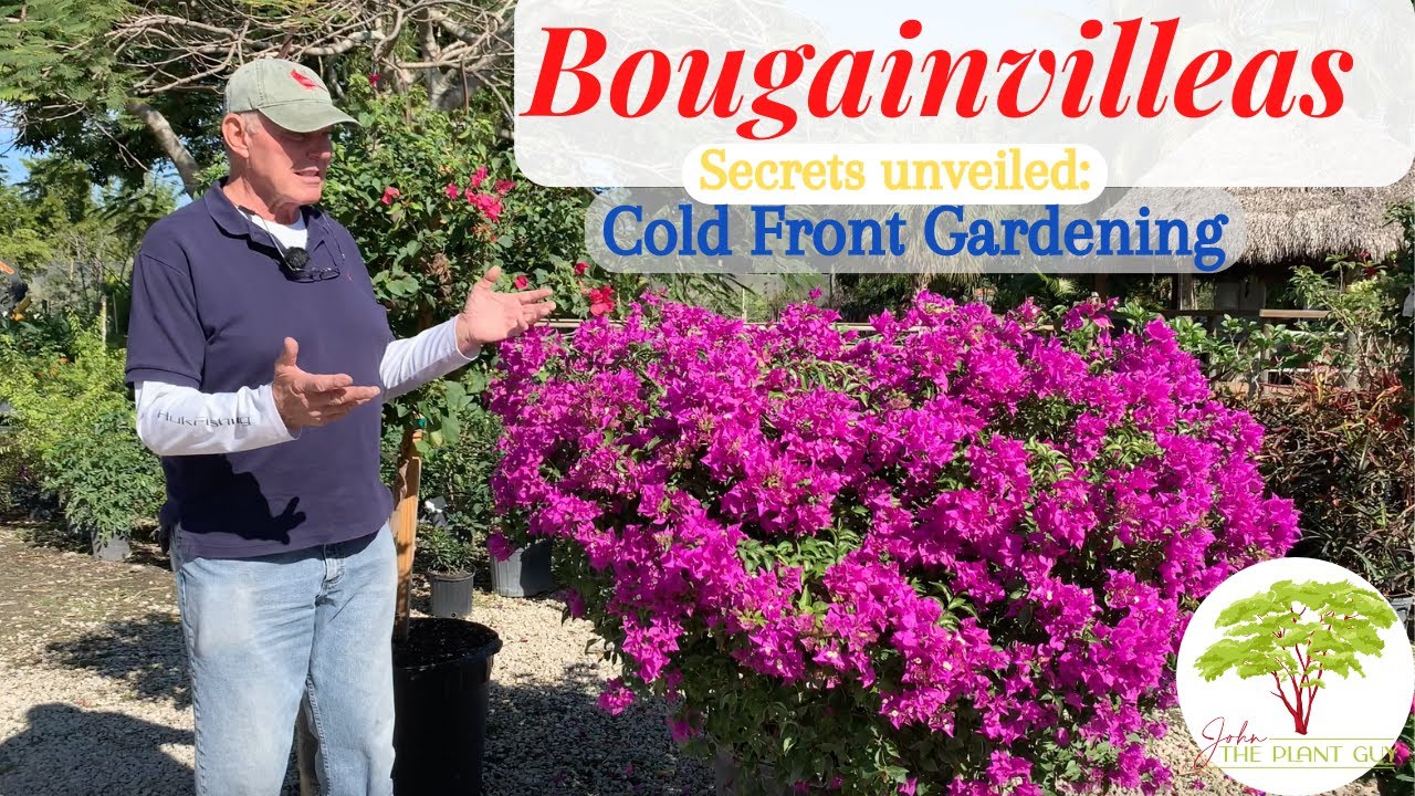 Bougainvillea Pruning Tips You NEED To Know