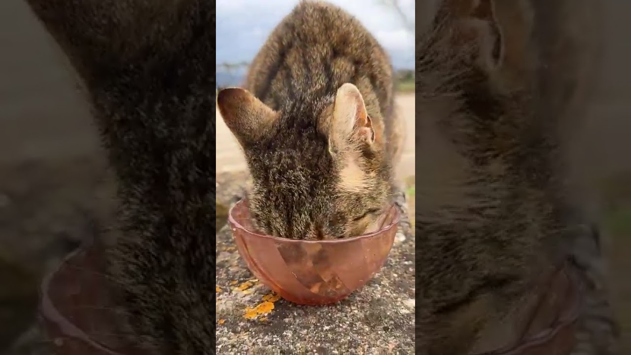 Je donne des croquettes à une petite chatte sauvage dans la cour et elle ronronne