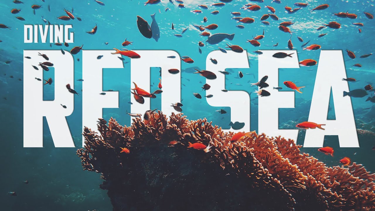 Diving the Red Sea - Egypt - Marsa Alam 2020 | Sony a6500 | Fantasea 6500 | Sealife Duo