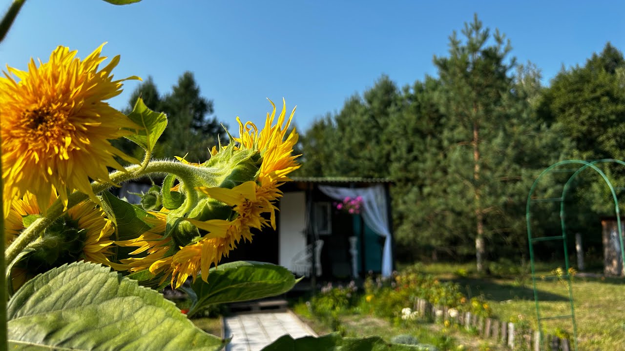 Огляд дачі у серпні🌻