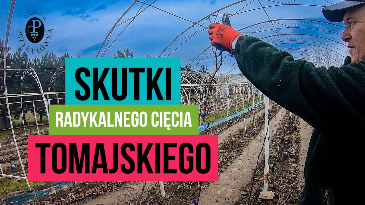 Skutki radykalnego cięcia Tomajskiego