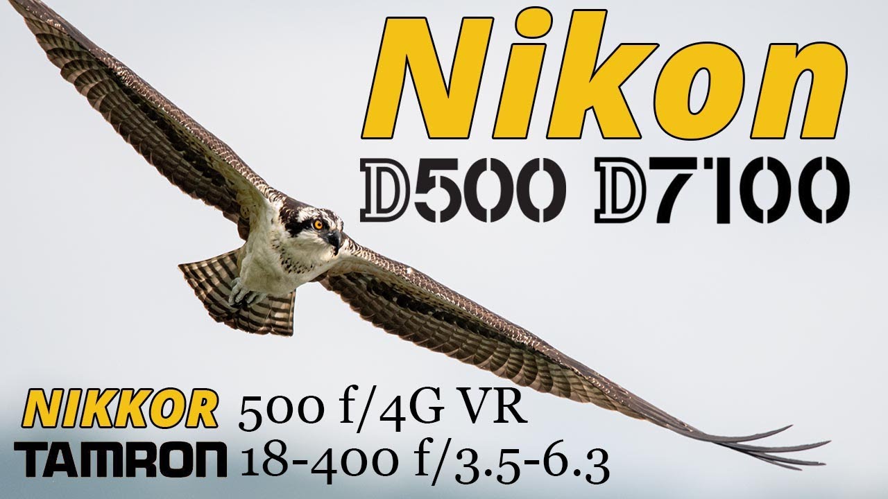 Nikon D500 & D7100 • Bird Photography • Tamron 18-400 & NIKKOR 500 f/4