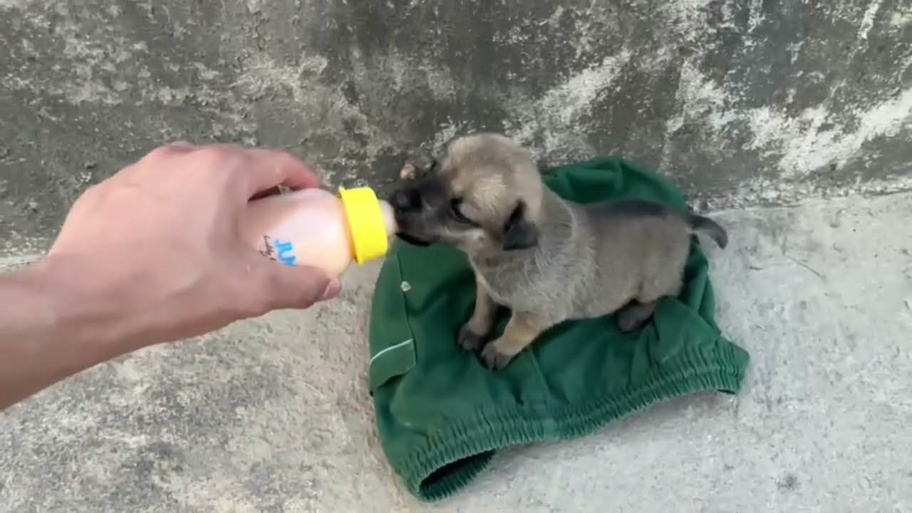 One Puppy Went Missing… What I Found Touched My Heart