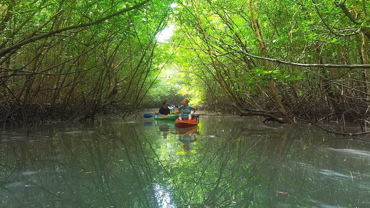 Khao Lak Mangrove Explorers - Unique Mangrove Kayaking Day Tour by Discovery Travel