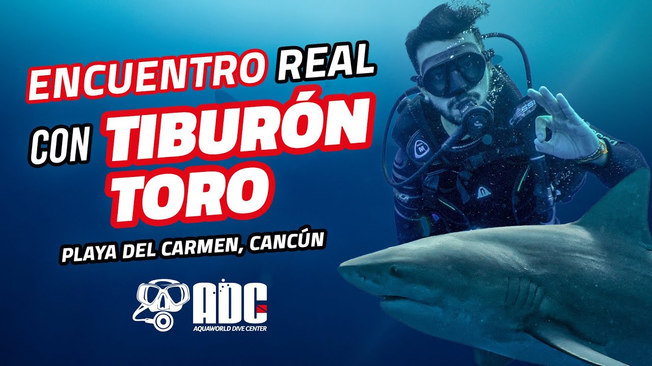 La Temporada del Tibur&oacute;n Toro: Lo que nadie te cuenta