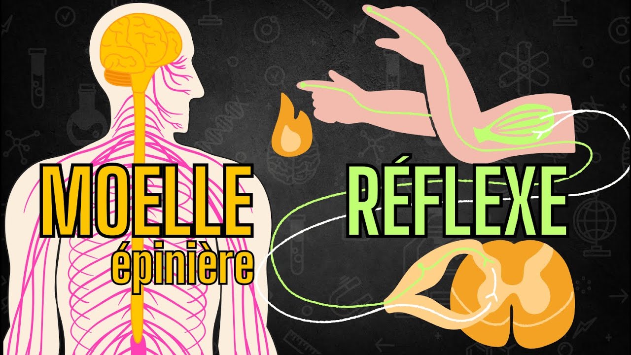 SNC - La moelle épinière et l'arc réflexe