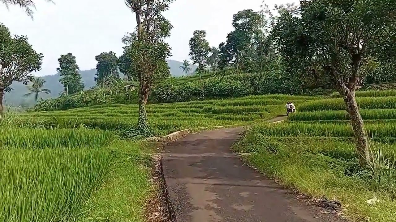 JALAN  PADESAAN PAGI HARI | L3MBUR KURING
