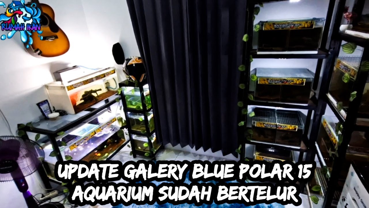 UPDATE GALERY TERBARU 15 AQUARIUM BERISI ANAKAN SEMUA BLUE POLAR