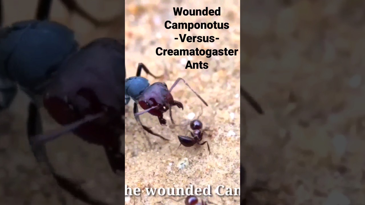Wounded CAMPONOTUS ANT Will Be EATEN