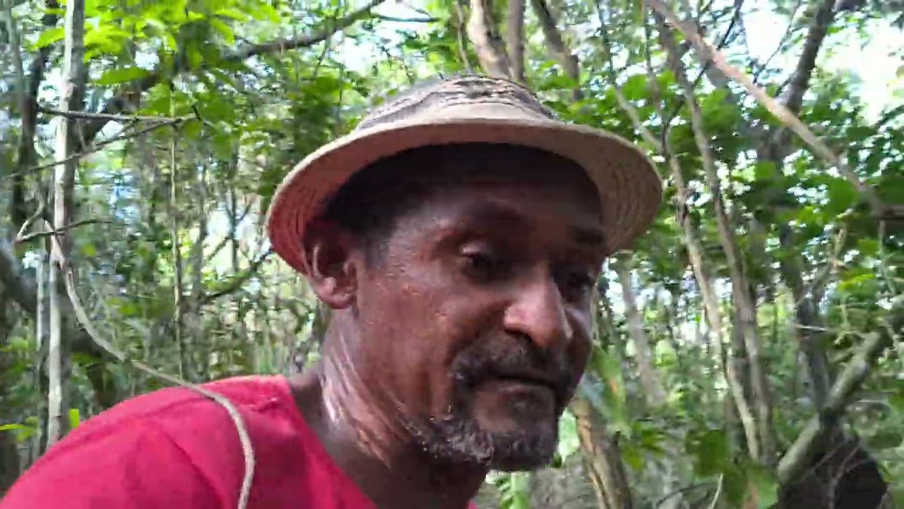 Pegando tanajura 
