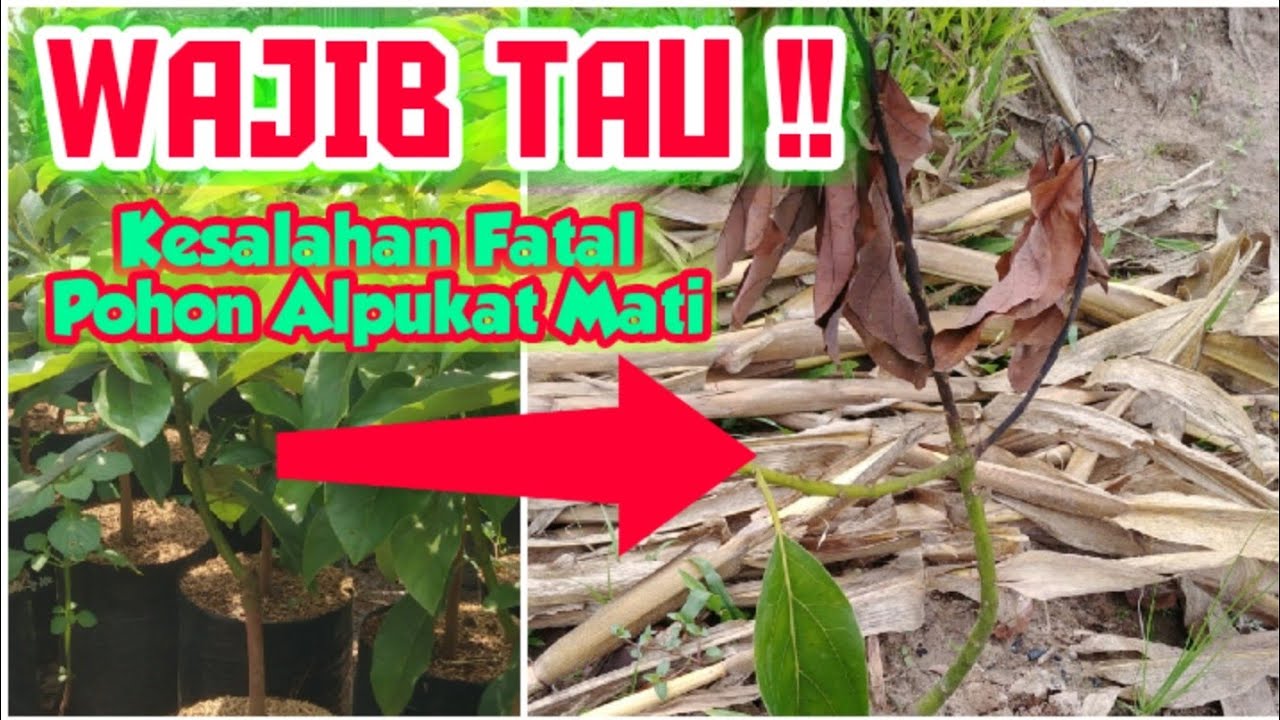 TERBONGKAR !! 8 Faktor Penyebab Pohon Alpukat Layu Dan Mati Tiba-Tiba