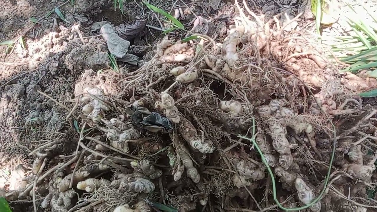 Bagong harvest Luya pang similya mga kabukid#bukidlife #farming #tagabukidmotovlog 