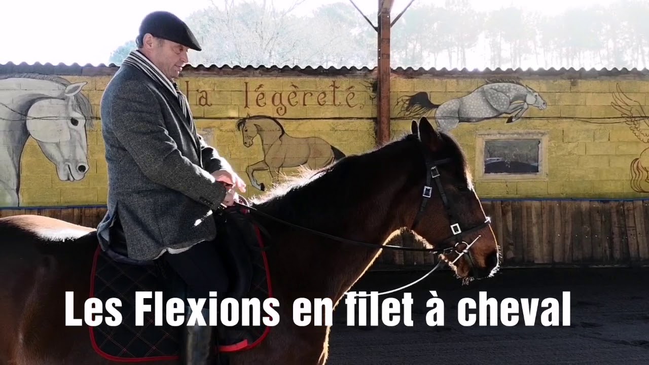 Les bases : les Flexions en filet à cheval