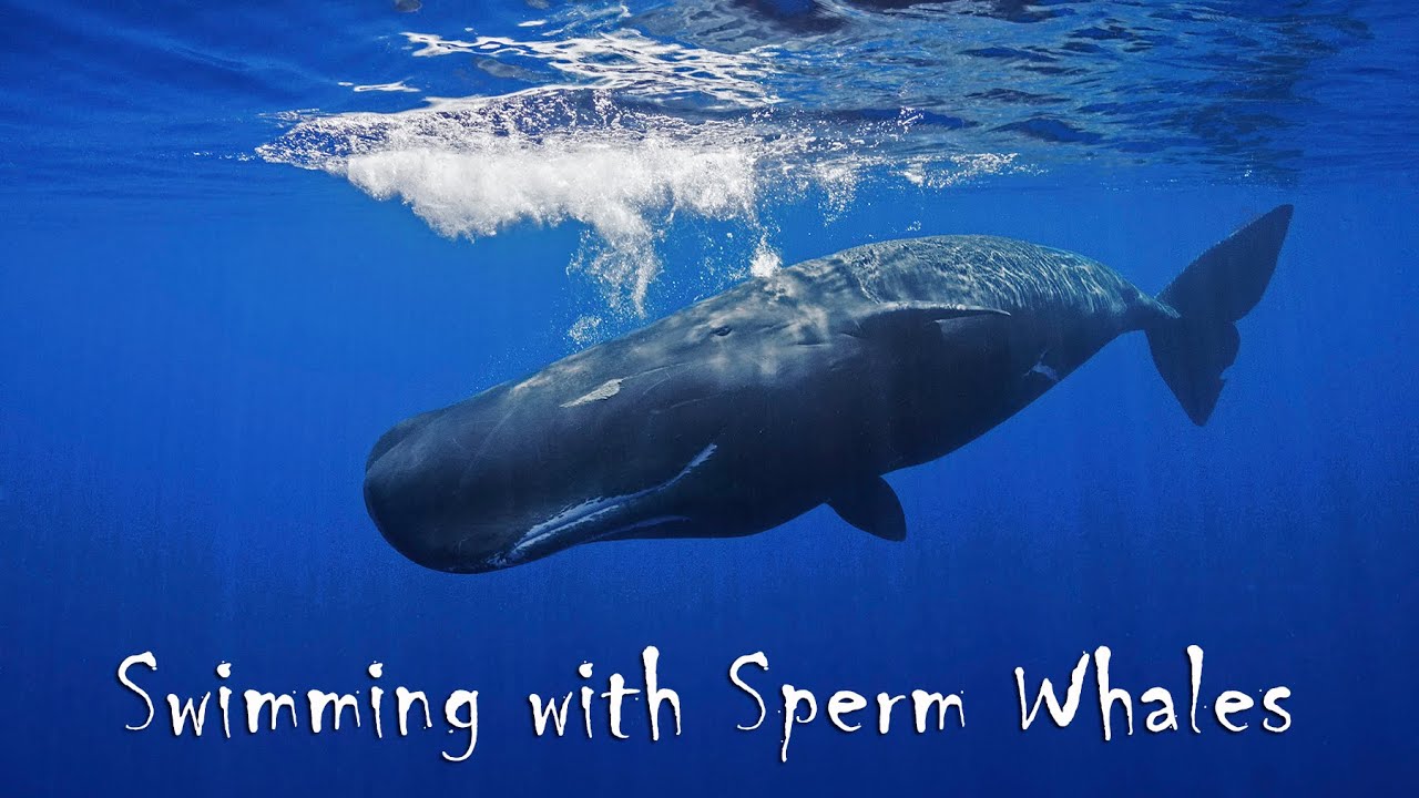 Swimming with Sperm Whales