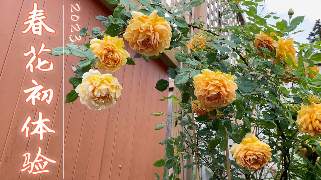 西米回归！2023月季春花初体验，其实应该都算夏天了：）黄金庆典，瑞典女王，红双喜，奥利维亚，夏洛特夫人，达西布塞尔，芍药铁线莲，坐标多伦多
