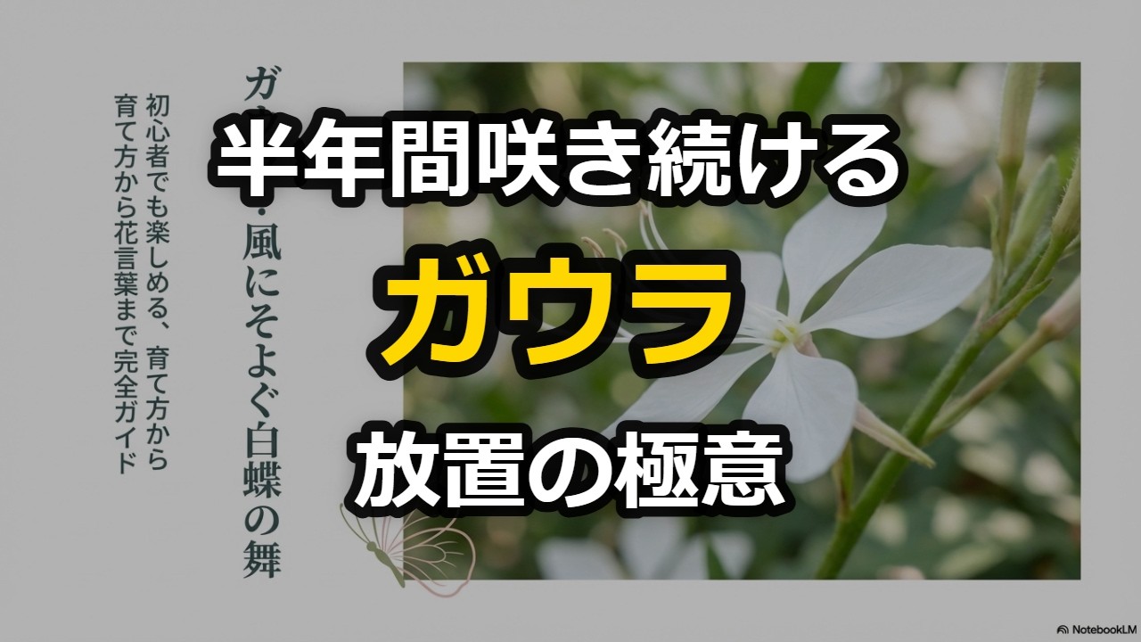 【初心者必見】ほったらかしで半年咲き続ける！[ガウラ]育て方完全ガイド｜白蝶草の魅力と失敗しないコツ