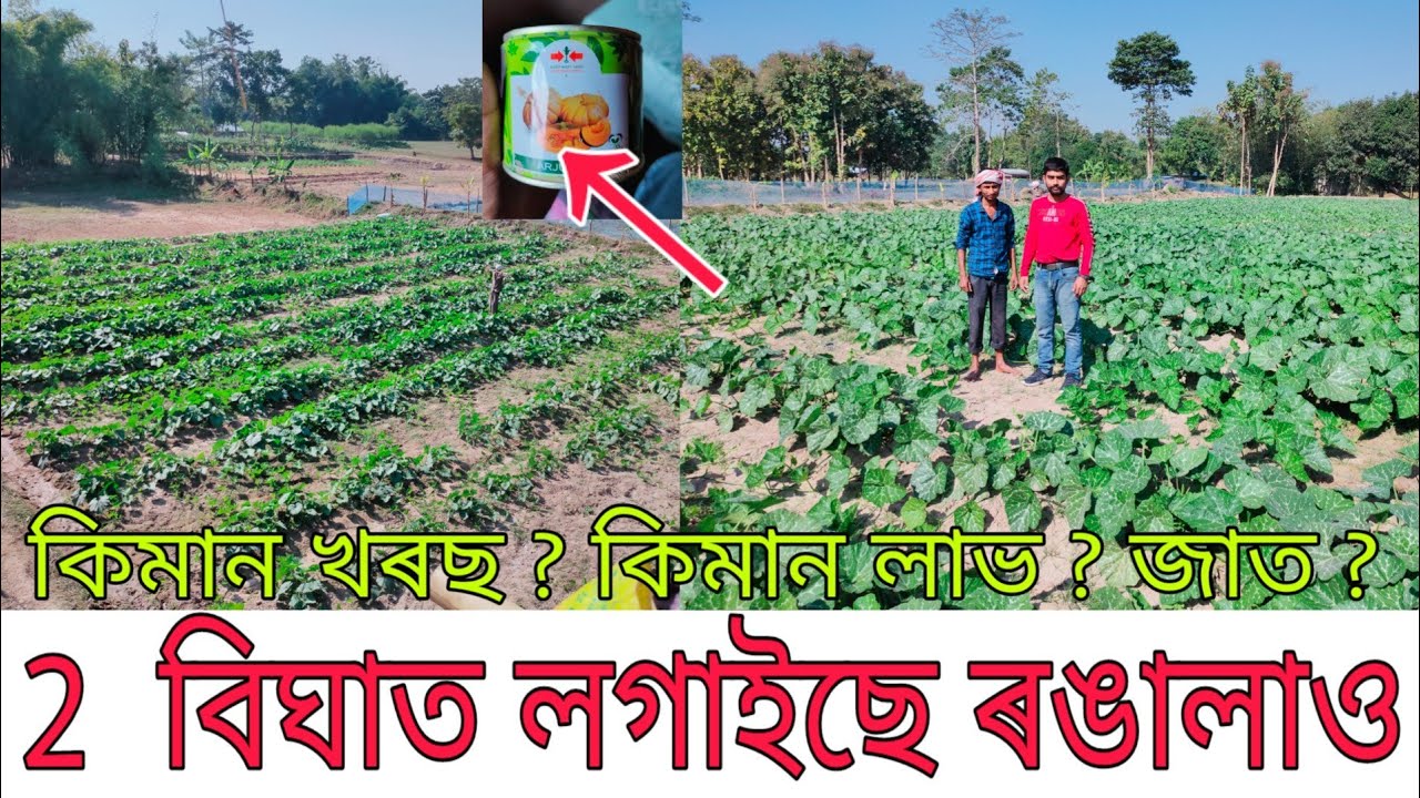2 বিঘাত 2 লাখ Income ৰ বাবে এইটো ৰঙালাও/সম্পূৰ্ণ তথ্য/Best pumpkin seed for cultivation in Assam