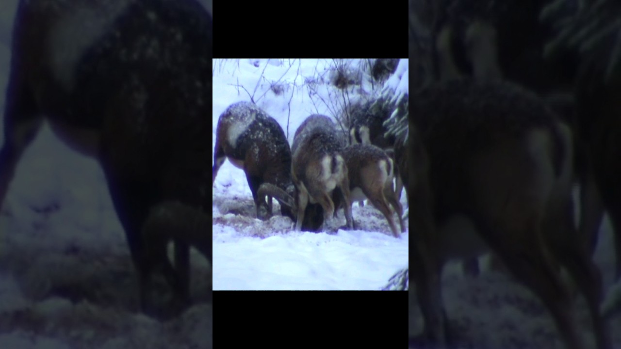 Mouflon (Muflon / Mufflon)