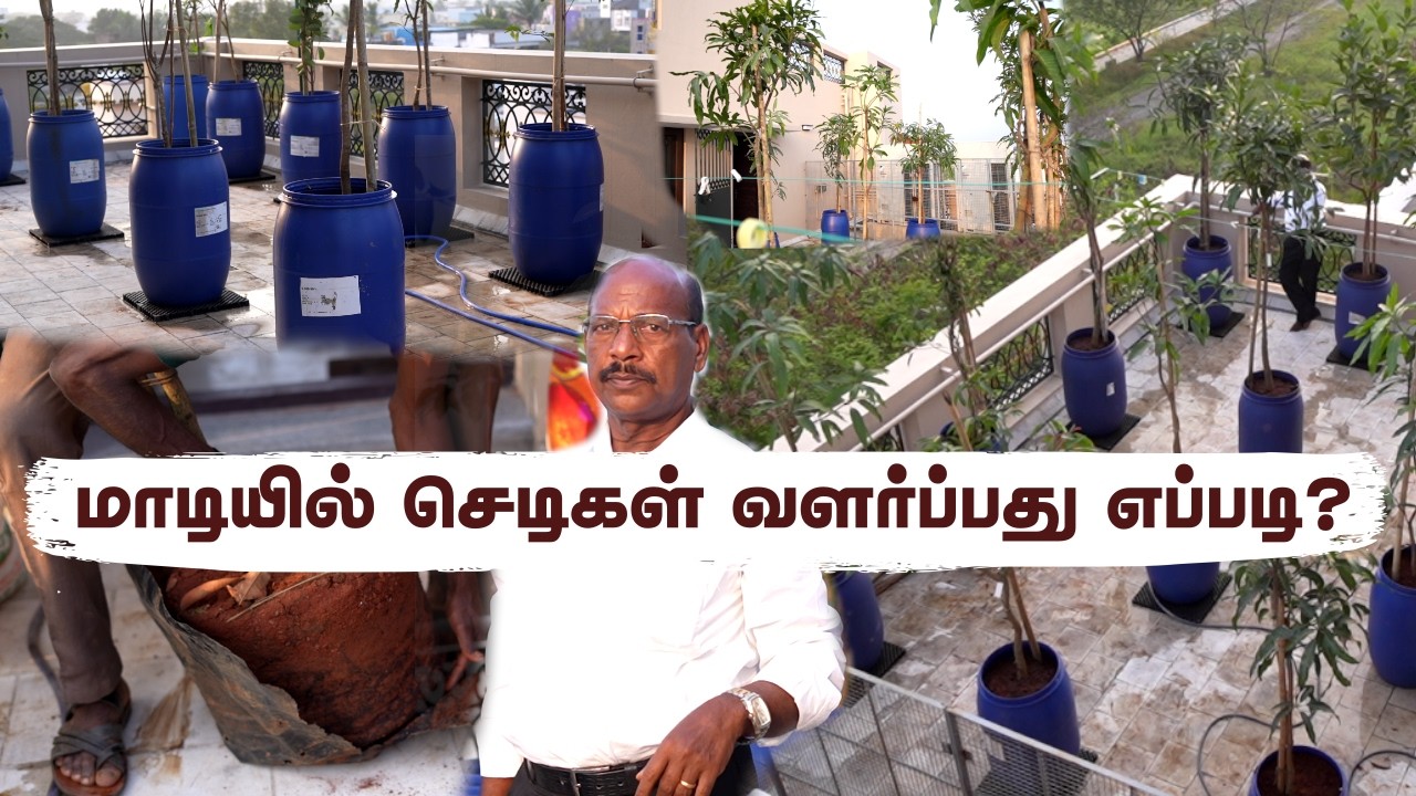😱 Terrace Garden-la Mango Maram Possible-ah? Correct Thotti Nirappum Murai + Best Mango Varieties!