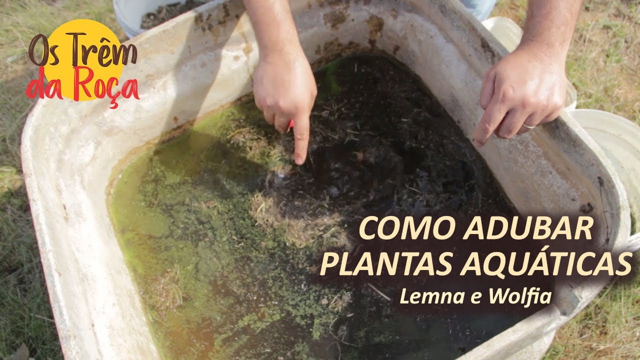 COMO ADUBAR PLANTAS AQU&Aacute;TICAS - Lemna e Wolfia