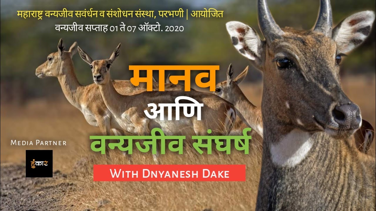 मानव आणि वन्यजीव संघर्ष | WITH DNYANESH DAKE | DAY 02 | वन्यजीव सप्ताह ०१ ते ०७ ऑक्टो. २०२०