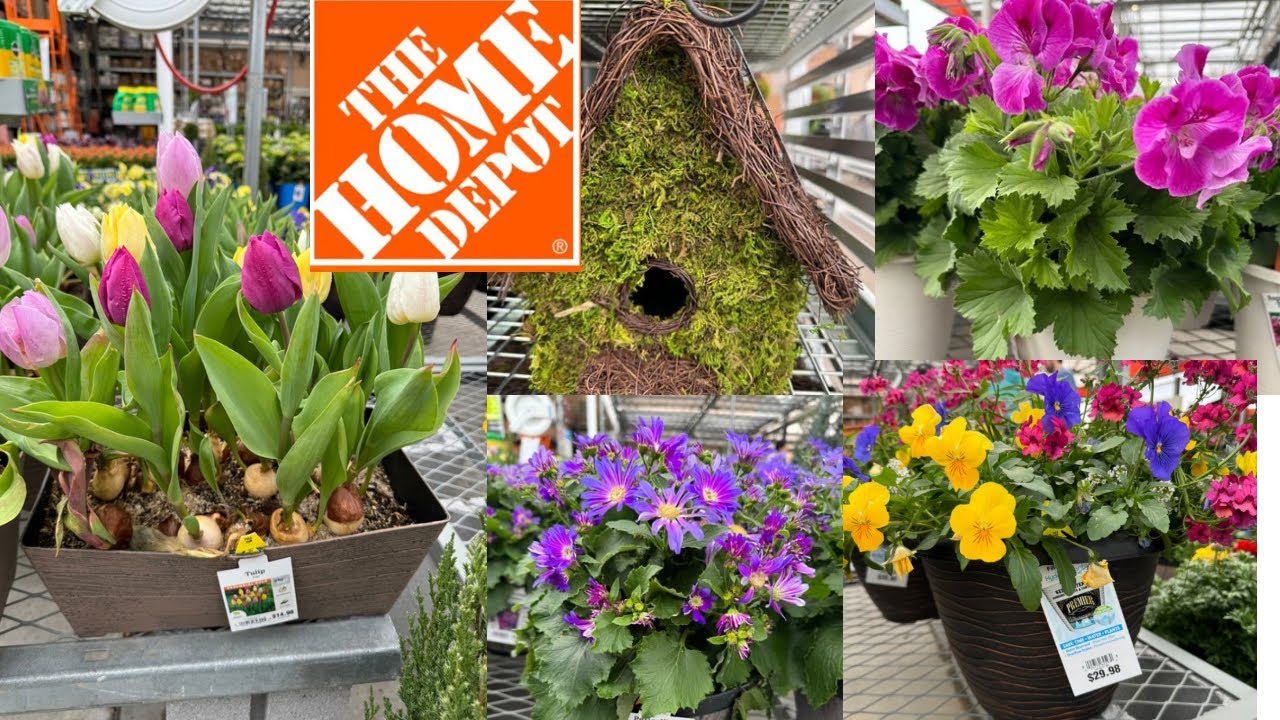 HOME DEPOT NEWARRIVALS & CLEARANCE PLANTS | HOW TO MAKE YOUR GARDEN BEAUTIFUL?